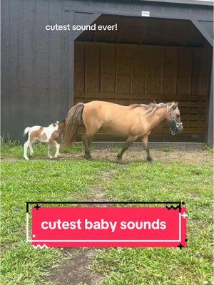 #onthisday #dandelionbluefarm #minihorse #farmlife #minihorsesforsale #minifarmlife 