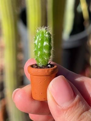 I grew some golden torch cactus from seed and potted one of them into a tiny terracotta pot 🤭 #cactus #cactusgarden #PlantTok #tinycactus #cactusseedlings #tinyplanttuesday #cactuslovers #plantcollection #plantcommunity #plantmom #smallplants #garden 