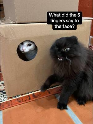 He didn’t see that coming! #cats #cat #catlover #katze #catlovers #catlife #neko #kot #chat #gato #gatos #gatosfofos #catsoftiktok #tiktokcat #tiktokcats #gatostiktok #gatosdetiktok #pet #pets #PetsOfTikTok #tiktokpet #tiktokpets #meow #fyp #cute #cutecat #cutecats #catvideo #catvideos #adoptdontshop 