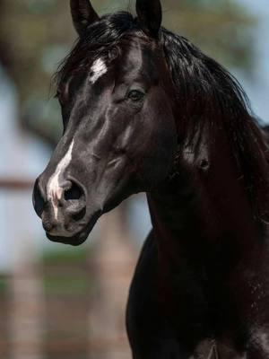 We all know who you’ve been waiting for... @The Notorious B I G has officially arrived at Solo Select Horses in Gainesville, TX 💪🏼💪🏼 You can schedule a tour at Solo with our team, and put your eyes on our most anticipated arrival by reaching out to our stallion office 903-436-6615 2018 BLACK stallion by leading sire CD Lights and out of leading dam, DT Sugar Chex Whiz. #TheVERYbest | #SoloSelectHorses | #Theverybestlivehere | #stallion | #black | #ropehorse | #heelhorse