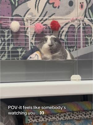 I always feel like somebody’s watching me 👀  #guineapig #guineapigs #guineapigsoftiktok #pigtok #pigsoftiktok #guineapigcare #guineapigtiktok #funnyanimals #cuteanimals 