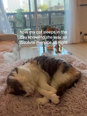 Knocked things over, kicked for what seemed like hours in her litter box, randomly ran and meowed… #badcat #catzoomies #calicocat #catsatnight #menacecat #catsbeingweird 