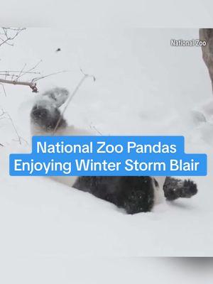 These two pandas have the right idea on how to spend a snow day. ❄️🐼 #nationalzoo #pandas #snow #winter #foryou #fyp #fun #winterstorm #winterstormblair #smithsonianzoo #weather #snowday #washingtondc