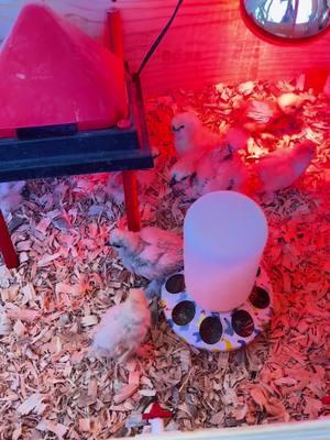 First night in the outdoor brooder for the babies 🐣 huge success, everyone was nice and warm! #silkiechicks #flooffarm #lavender #bluecream #silkiesoftiktok #chickensoftiktok 