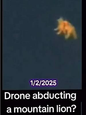 thats a big cat 👀 #diorbag #drones #ufo #fyp #edutok #blackmirror #conspiracy #simulation #exposed #cryptid #endtimes #conspiracytiktok #truthbetold #truthseeker #worldstage #experiment 