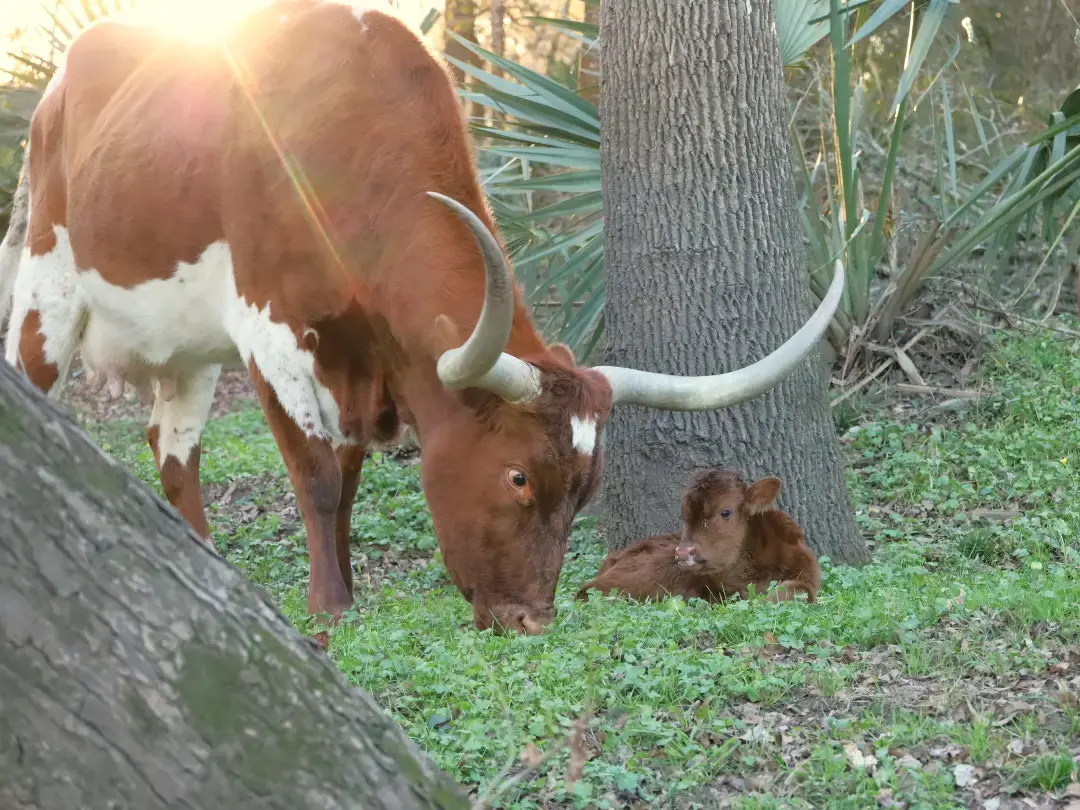 Our first calf from our new bull, DB Chard Fiddler, born yesterday about 4pm! Dam, 3E Mist, had the calf all cleaned up and dried off by the time I checked on it. The calf even had a milk mustache! I was worried about it being high 20's last night but I have checked on the calf today and it's doing well. Love how resilient this longhorn cattle are! https://www.circleofsevenlonghorns.com/ #longhorncattle #ranchlife #texaslonghorncattle #dailymoo #farmlife #texasranch #houstontx