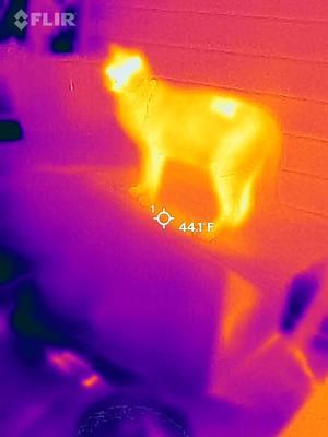 Flir Fur #flir #catsoftiktok 