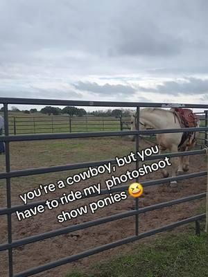 As a photographer they serve their purpose for me, but it ain't cows 😆 I think they all felt the same about each other 😂 #rodeotok #horsetok #horsehumor #cowboy #cowgirls #equinephotographer #equinephotography #equestrian #texascheck #curlyhorse 