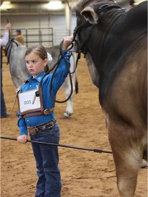 Day 2 in Belton  Abigail & Pickup Man doing their thang and rocking it!  I’ll never get tired of watching these two! #TheV6Ranch #TheV6RanchFam #brahman #brahmancattle #brahmanbaria #fyp #fypシ゚viral #cattleshow #farmkids #fyppppppppppppppppppppppp #V6Brahmans #foryoupageofficiall #ranchlife #cows #cowsoftiktok #cattleshow #showmanship 