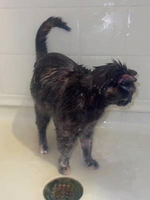 #stitch with @Christian Digilio Pym says hold my beer 💅🏼 #pym #showercat #pymtheshowercat #soggy #soggytime 