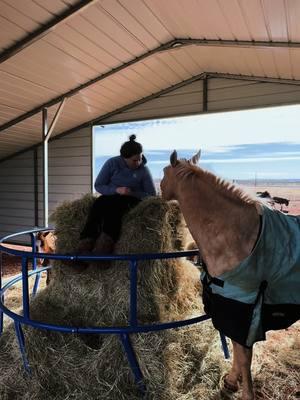 Hey guys, moms doing weird shit again  #farmlife #cowgirlsoftiktok⚡️ #horsetok🐴 #creatorsearchinsights #farmgirl #farmowner #palominos #palomino #minihorsesoftiktok #geldingsoftiktok #maresoftiktok 