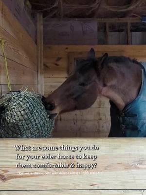 Please be kind in the comments, I just want to make him extra comfortable and spoiled. He spends his nights inside, per his request. Ps he is on Equioxx daily and starting on daily CBD, inside every night at his request ❤️.  #ottb #elder #oldhorse  #horse #hearthorse #equine #equestrianlife #equestrian #fyp #foryoupage #help #advice 