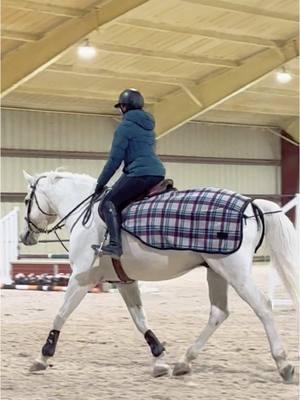 The cutest lil guy in his butt blanket💙 #horse #horseriding #greyhorse #adultammy #hunterjumper #equitation #equestrian #fyp #itstoocold 