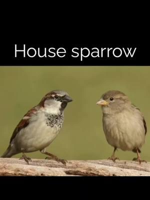 Sparrows of the U.S. #bird #birds #fyp #sparrow 