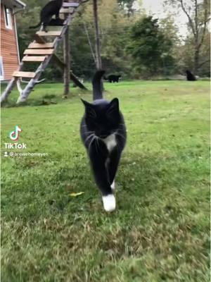 Milan’s first #viral video featuring Dax #modelwalking #kingofthecatwalk #catwalk #modelwalkingcat #viralcat #famouscat #cattok #fyp #catparadise #catsoftiktok #cats #catsanctuary #letsgetitstarted #theprofessional #funwithcats #happycat #catfamily #onthisday 