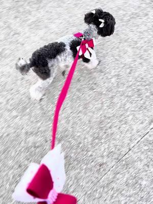 Olive here 🫒 I am definitely 💯 a pretty woman wearing my gorgeous harness and leash set by @Susan Lanci Designs 💖 The heads are turning as I walk by! 🔥 January is National Walk Your Dog Month, or in my case, Walk Your Mama Month 😂 #walking #walkyourdogmonth #susanlancidesigns #harness #leash #dogproducts #dogaccessories #harnessandleash #poodle #toypoodle #partipoodle #walk #prettywoman #nationalwalkyourdogmonth