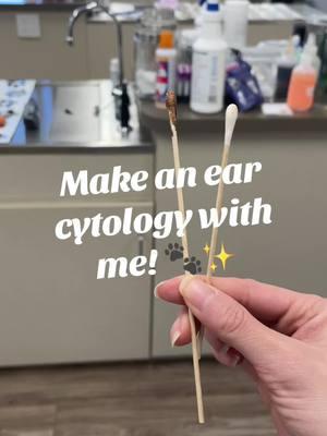 My first time talking in a video 🫣 how scary, lol. But here I am showing you how I make my ear cytologies at work! 🐾  #vettech #earcytology #vettecktok #vettechlife #vetmed #veterinary #microscope #vetlife #veterinarymedicine #veterinarytechnician #worklife #fyp #foryou #education 