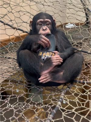 Vanara LOVES my shoe😂❤️🦍  • • • #Chimps #chimpanzee #chimps #apes #cuteanimals #animalsaddict #animals #explorepage #animals #animallover #monkey #monkeys #monkeyseemonkeydo #monkeylove #onelove #family #myfamily #riolilly #tara #rioandtara