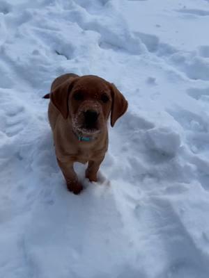 Introducing..  Richland Creeks Hundred Aker Wood  “Winnie” . #sheddog #shedhunt #shedhunter #puppy #dog #lab #redlab #puppiesoftiktok #retriever #yellowlab #britishlab #puppytiktok #puppydog 