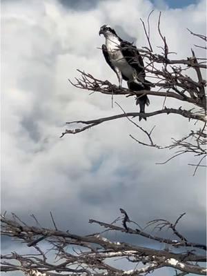 It’s always a treat when we get to watch the osprey in action during tours. They always put on quite a show. #epicairboattours  #floridaeverglades #everglades #fyp #floridabirds #airboattours #evergladestours #osprey 