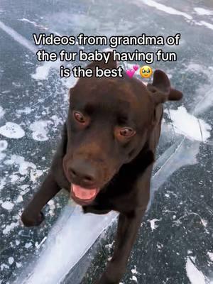 #dogsjustwannahavefun #livingmybestlife #fypシ゚viral #grandmasoftiktok 