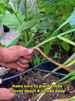 #creatorsearchinsights #GardeningHacks #SustainableLiving #UrbanGardening #PlantCare #GardeningTips #EcoFriendly #OrganicGardening #HomeGarden #NatureLovers #GreenThumb #FYP #LifeHacks #TikTokMadeMeDoIt #Viral #ForYouPage #BakingSodaMagic #GardeningCommunity #Tiktok growing fruit trees, Growing vegetables. Garlick growing 