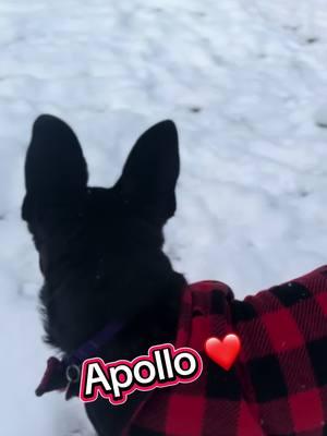 Snowy days are much more fun with a puppy! Meet 4-month-old Apollo at our Leslie A. Malone Center! ❄️🐾❤️ #Adoptable #AdoptaPuppy #ShelterDog #AdoptaDog #SnowFun #DenverDog 