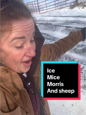 Ice, mice, Morris, and sheep! Spend the morning with me! #woollyranch #bottlecalf #farm #sheep #sheepfarm #snow 