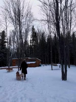 Snowflakes are falling, and @fairytalefeathersfarm is making the most of it! ❄️🐔 How about you—has your area seen any snowfall yet? Share your snowy day moments with us! 🌨️ #SnowyDayFun #WinterOnTheFarm #FairyTaleFeathersFarm #MeyerHatchery #ChickenMath #FarmLifeInWinter