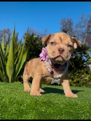 Hermosos American Bully’s Listos para ser reservados favor de mandar mensaje📲 tenemos envio ✈️Disponible   @Danielsanchezzz90 @Jesus Sanchez @Leo  #americanbullyofficial #pup #puppiesoftiktok #puppies #disponibles #availablenow #dmfordetails #modestocal #modestocalifornia #best #bestdogsever #cuties #209 #merles #chocolate #lilactri #fawns 