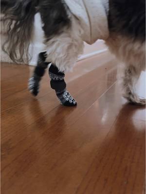 PAW-lease this ain’t just a walk in the park… it’s a runway show. 🐾#highheelsonmytippies #dog #nikiminaj 