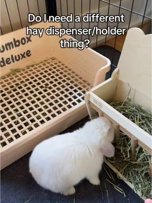 Somebody please help me! Do I need to switch switches away? Or do I need a different dispenser? I don’t wanna have to clean this up 75 times a day… And he’s wasting so much hay! #bunny #bunnies #bunnytok #petbunny #animalsoftiktok #hollandlopbunny 