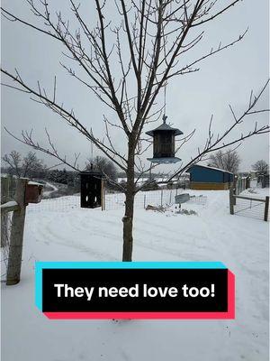 Let’s feed the birds! No I’m not talking about my chickens 😬 #birdsoftiktok #birdfeeder #farmlife #snow #backyardbirds 