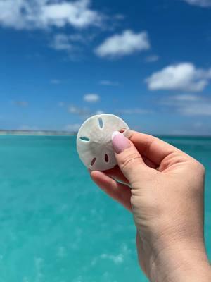 Turks & Caicos has the bluest water I’ve ever seen 🇹🇨🏝️ #travel #turks #turksandcaicos #turksandcaicosislands #traveltiktok #traveltok 