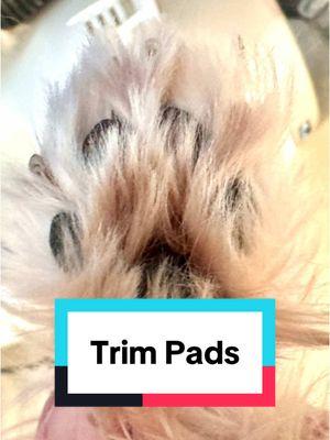 Impirtance of trimming bottom of paws!  #trimmingpaws #trimdogpaws #trimdogpads #themuttmaster #dogbehaviorspecialist 