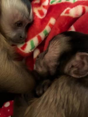 These 2 love each other so much❤️ Oliver & Willow❤️ #willowkate #oliverlincoln #sweetmonkeys #capuchin #monkey #monkeyoftiktok 