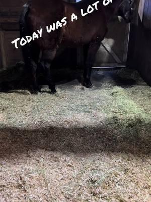 Wow! First we were going to keep the horses in for most of the day, but Elliot demanded to be put in the pasture so he threw a temper tantrum. So we decided to put them all out. Boy were they thrilled!! Cold as it was they loved it! #cold #horses #horsesoftiktok #freedomride #volunteer 