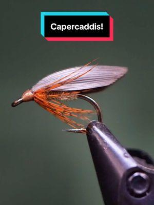 The Capercaddis! Hook: @AhrexHooks LE880 size 12 Thread: @semperfli 12/0 classic wax  Body: Bleached Capercaille wing fiber Dubbing: Hares ear Hackle: Dyed Partridge  Wings: Natures spirit duck quills  Tools: TheFlySmith  Resin: UV Craft  #TheFlySmith  #flytying #magpiematerials #magpieturkeybiots #magpiefinebeaverdubbing #whitingfarms #naturesspiritflytying #lidrig #fly #flytyingjunkie #flytyingtutorial #flytyingaddict #flytok #satisfying #flytyingnation #fyp #harelinedubbin  #fishing #flyfishing #pescamosca #Upavon