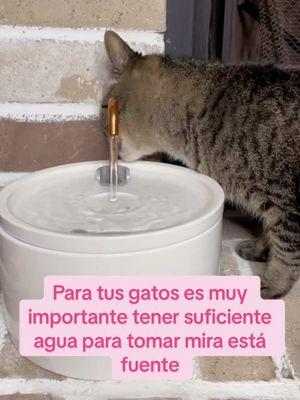 Cat water fountain una fuente de cerámica bastante grande y súper elegante para que tus gatos siempre tengan agua limpia y fresca gracias a sus filtros #catwaterfountain #catwater #catwaterfountain⛲ #cattok #catmom #pets #TikTokShop #tiktokshophoildaydeals #tiktokshopholidayhaul #ttsdelight #gift #newyearnewaura #tiktokshopholidayhaul 