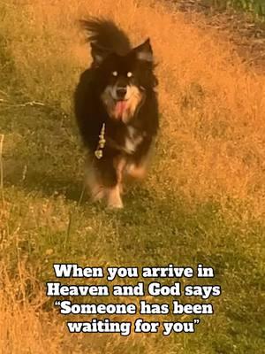 Stella was the sweetest Aussie this world has seen. She will be missed dearly. ❤️  #dog #dogsoftiktok #huntingdog #doglife #doglover 