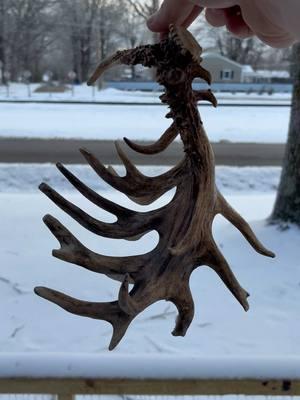 Probably the coolest antler on the planet!!!! #whitetail #whitetaildeer #shed #shedantlers #antler 