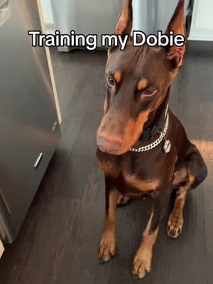 A little refresher never hurts #dogsoftiktok #DogTraining #doberman #dobermanpuppy 