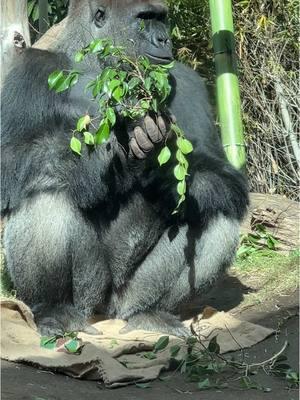 18 Years Young Silverback Gorilla Ekuba Found A Nice Sunny Spot To Enjoy His Snack #sandiegozoo #silverbackgorilla #gorillas #creatorinsightsearch #fyp 