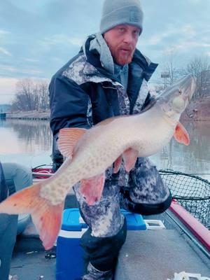 HUGE MUSKY!! #muskyfishing #trophytimeleaders #foryourpage #fish #fyp #piscfunfishing @Piscifun @bassproshops 