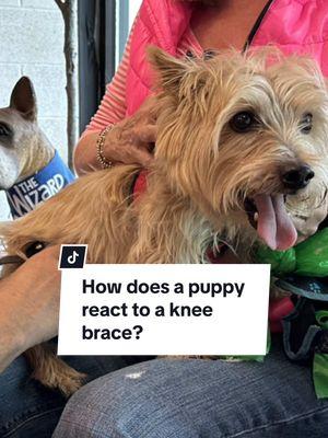 Most pets react a little funny when they wear a brace for the first time—it’s all so new to them! 🐾 Watch this puppy’s adorable first steps in its knee brace. A little patience goes a long way! 💙 #FirstReaction #PetCare #bionicpets #firstreaction #kneeinjury #kneebrace #bionic #pets #puppy 