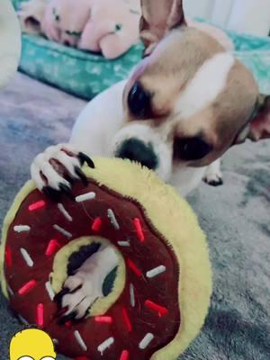 #playtime 🍩💛 #dogsoftiktok #Love #mood #lovestory #perritostiktokers #staypawsitive #fypシ #followforfollowback #loveanimals #happy2025 #makesoneonesmile #viraltiktok 