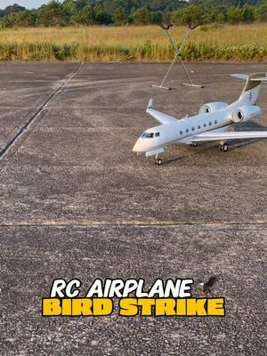 RC Private Jet simulates a Bird Strike. It was interesting to hear this from the ground, happy it came down in one piece #rc #radiocontrol #hobbies 