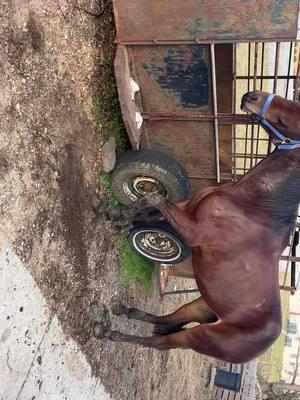 Big Louisiana#countryboys #horses #speedracking #fyppppppppppppppppppppppp #pacer #nafr 