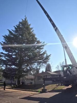 Deodar cedar removal #2 for the day with a 40 ton crane to increase productivity and give a more competitive bid. #beaverton #portland #treeremoval #kingstreeservice #reels #fyp #arborist #professionalservices #trending #treeclimber #crane 