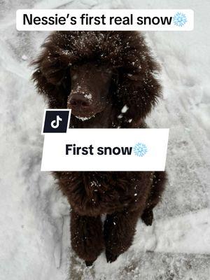 Nessie got to experience snow for the first time and she has loved it! Jovie also loves the snow so she was glad to have actual snow to play in #snowdogs #dogsinsnow #dogsfirstsnowfall #dogsfirstsnow #standardpoodlepuppy #snowstormblair 